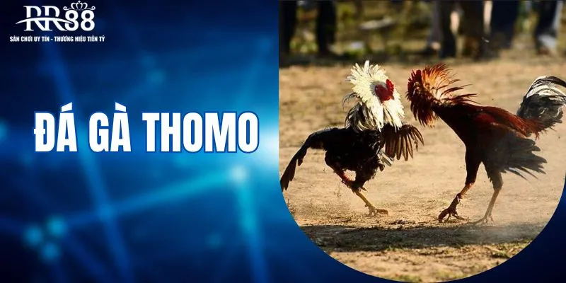Đá gà thomo